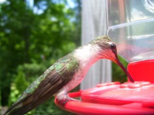 Drinking water bird Water drinking water about Environment Water Resources